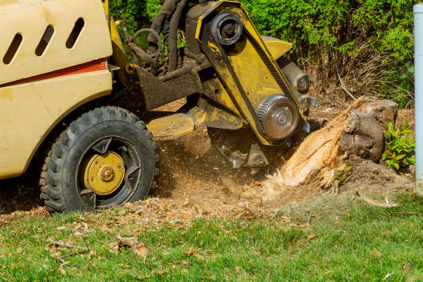 Best Stump Grinding and Removal  in Fords, NJ