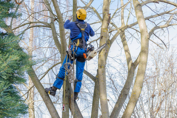 Best Tree Health Inspection  in Fords, NJ