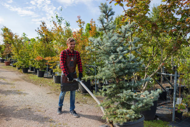 Professional Tree Services in Fords, NJ