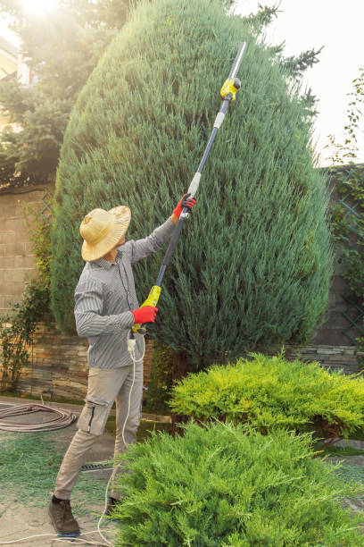 Organic Lawn Care Solutions in Fords, NJ
