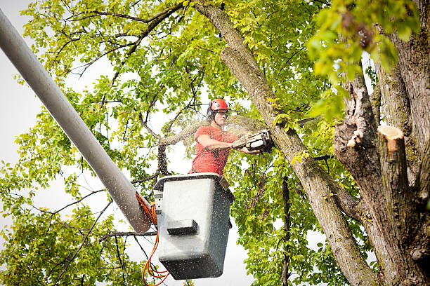 Best Tree Cabling and Bracing  in Fords, NJ