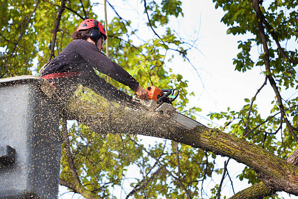 Best Tree Mulching  in Fords, NJ