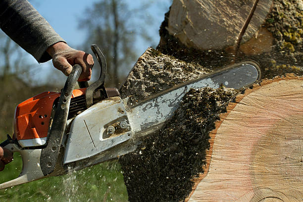 How Our Tree Care Process Works  in  Fords, NJ